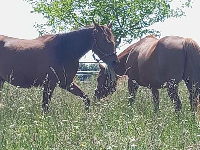 48h à cheval dans le Gers — visuel 11